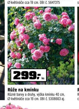 Růže na kmínku
