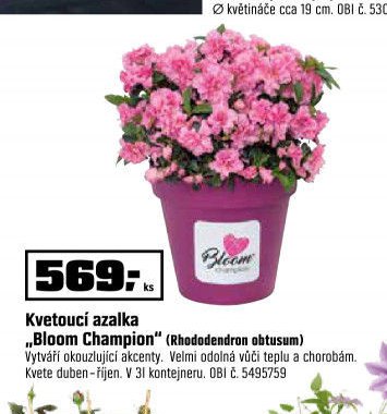 Kvetoucí azalka „Bloom Champion“ (Rhododendron obtusum)