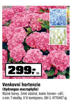 Hortenzie - Hydrangea - OBI akcniletaky.com