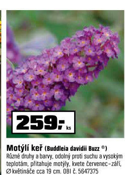 Motýlí keře - Buddleja davidii