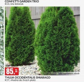 THUJA OCCIDENTALIS SMARAGD - bauMax akcniletaky.com
