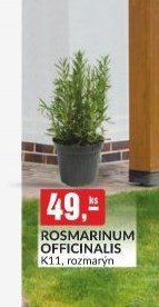 ROSMARINUM OFFICINALIS K11, rozmarýn - bauMax akcniletaky.com