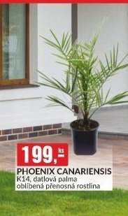 PHOENIX CANARIENSIS K14, datlová palma - bauMax akcniletaky.com