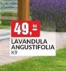 LAVANDULA ANGUSTIFOLIA K9 - bauMax akcniletaky.com