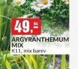 ARGYRANTHEMUM MIX K11, mix barev - bauMax akcniletaky.com