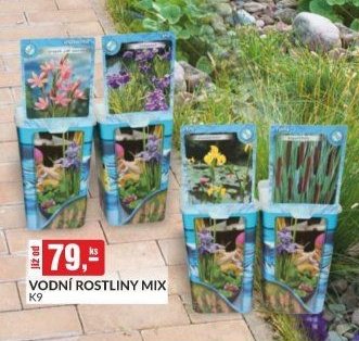 VODNÍ ROSTLINY MIX K9 - bauMax akcniletaky.com