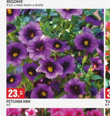 PETUNIA MIX