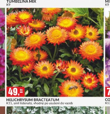HELICHRYSUM BRACTEATUM