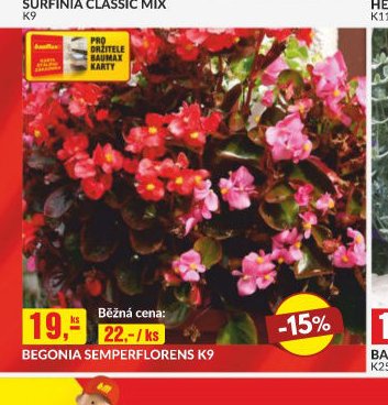 BEGONIA SEMPERFLORENS K9