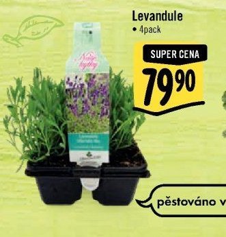 Levandule