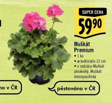 Muškát Premium