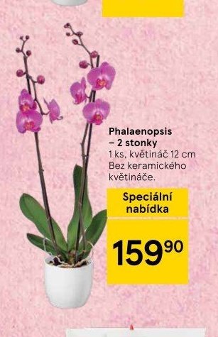 Phalaenopsis