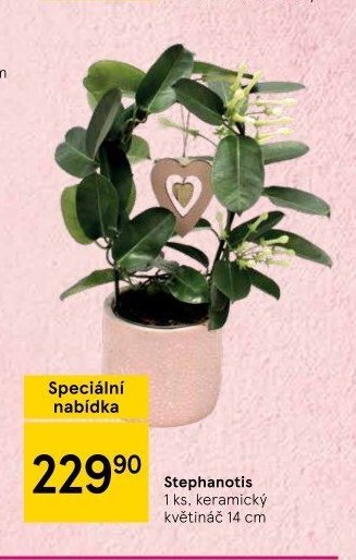 Stephanotis
