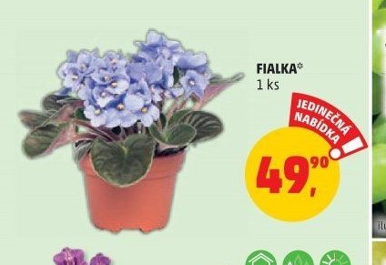 FIALKA