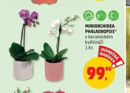 MINIORCHIDEA PHALAENOPSIS