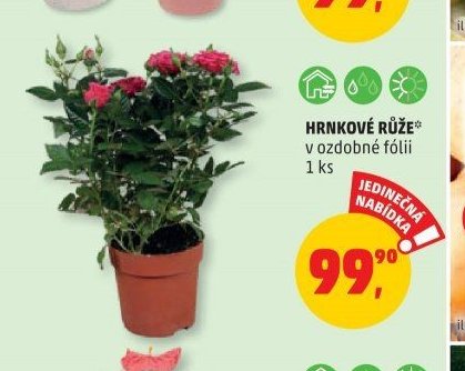 HRNKOVÉ RŮŽE