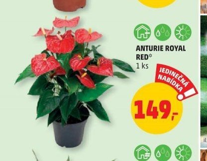 ANTURIE ROYAL RED