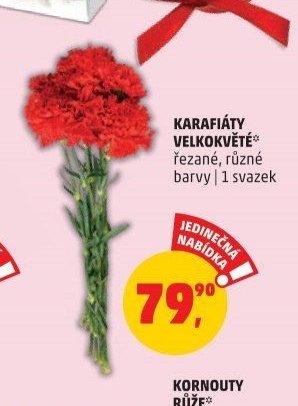 KARAFIÁTY VELKOKVĚTÉ řezané, různé barvy