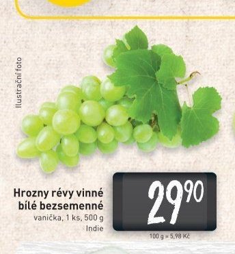 Hrozny révy vinné bílé bezsemenné
