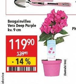 Bougainvillea Vera Deep Purple