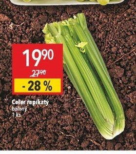 Celer řapíkatý