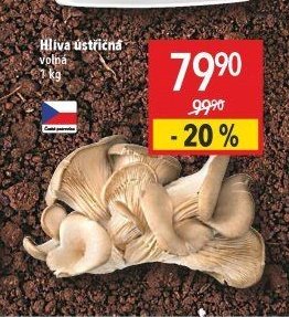 Hlíva ústřičná volná