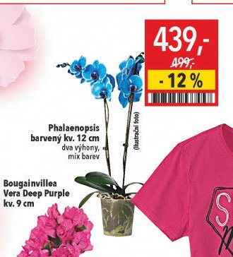 Phalaenopsis
