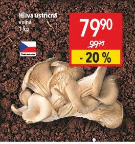 Hlíva ústřičná