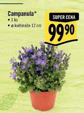 Campanula - Zvonek