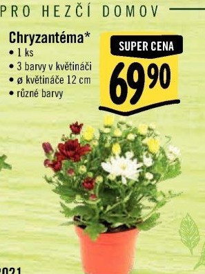 Chrysanthemum - Chryzantéma