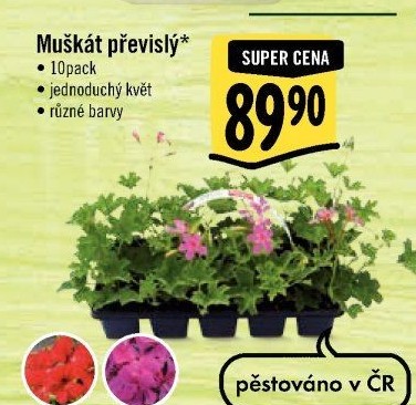 Muškáty / Pelargonie