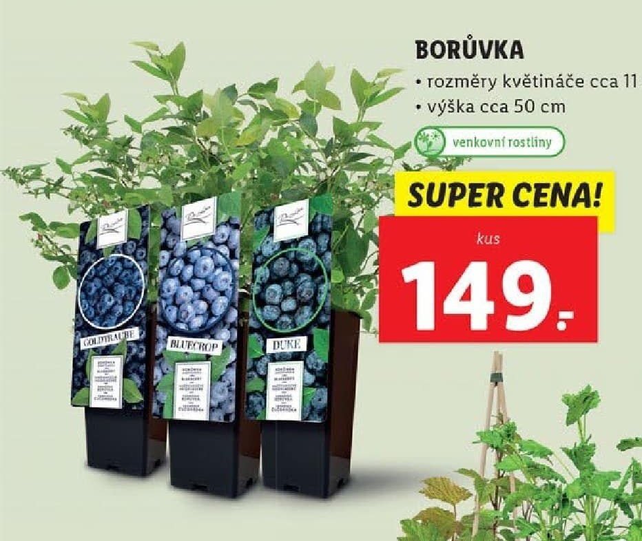 Borůvka