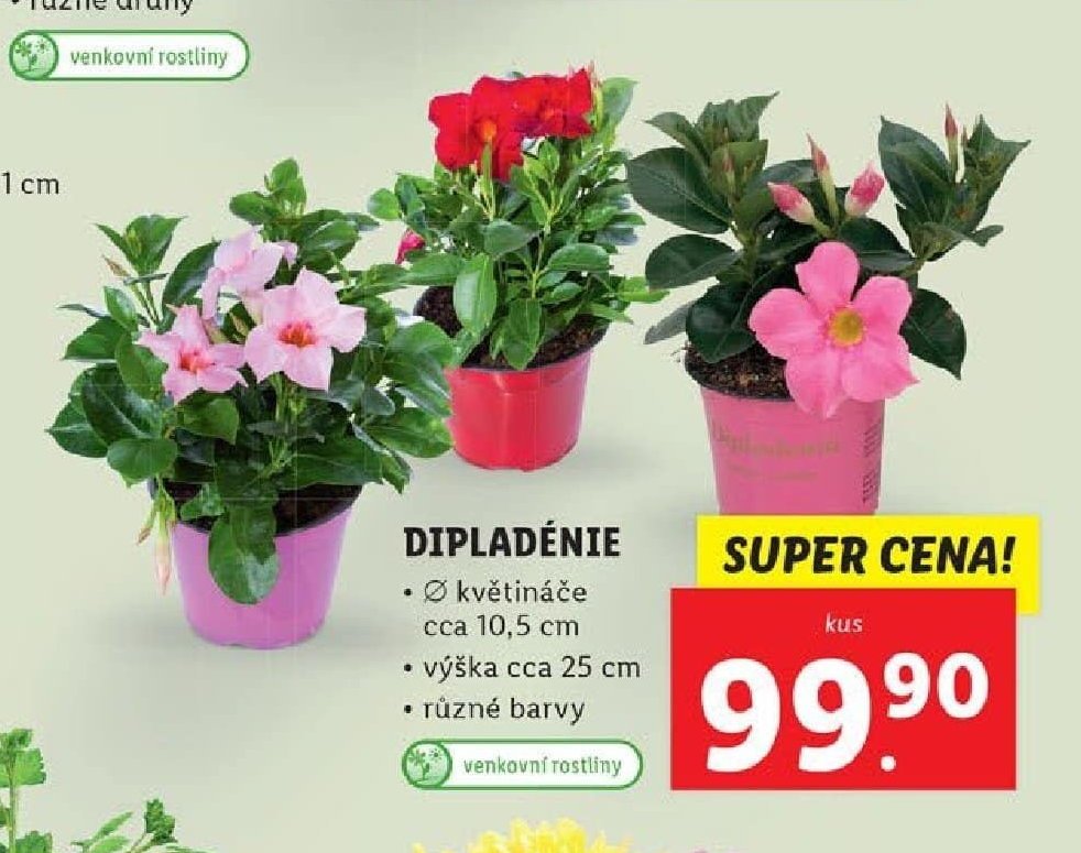 Dipladénie