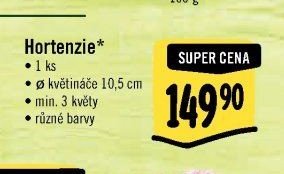 Hortenzie