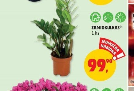 ZAMIOKULKAS