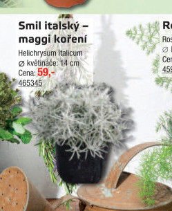 Smil italský – maggi koření - UNI HOBBY akcniletaky.com