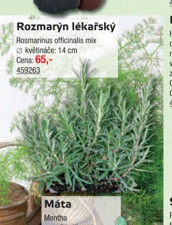 Rozmarýn lékařský - UNI HOBBY akcniletaky.com