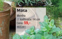 Máta - UNI HOBBY akcniletaky.com