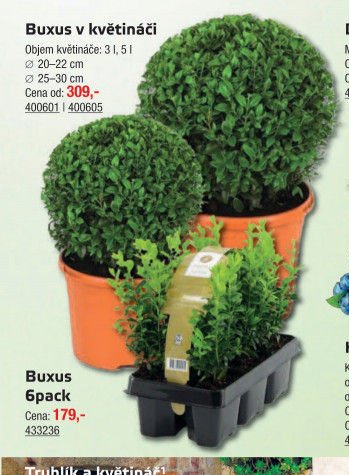 Buxus v květináči - UNI HOBBY akcniletaky.com