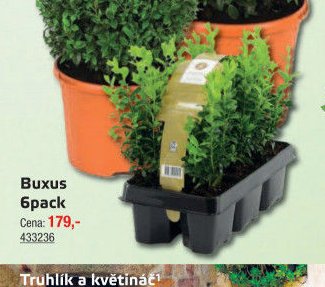 Buxus 6pack - UNI HOBBY akcniletaky.com