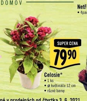 Celosie*