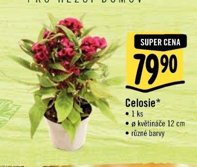Celosie*