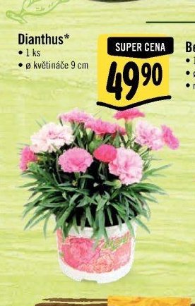 Dianthus*
