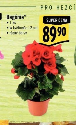 Begónie*