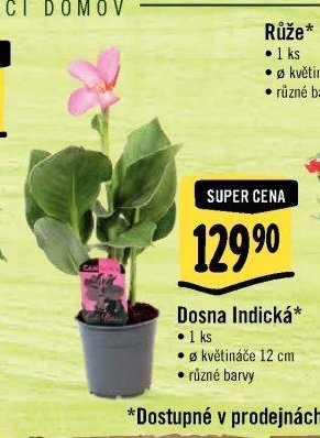 Dosna Indická*