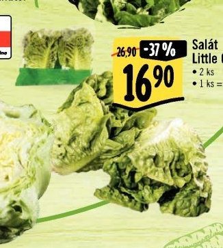 Salát Little Gem