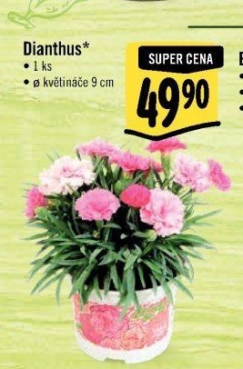 Dianthus - Hvozdík