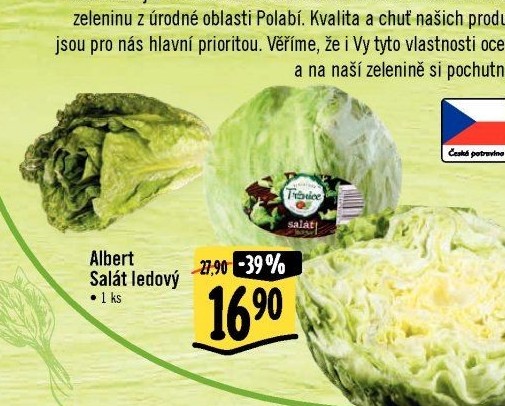 Salát ledový Albert