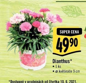 Dianthus*