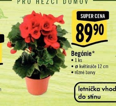 Begónie*